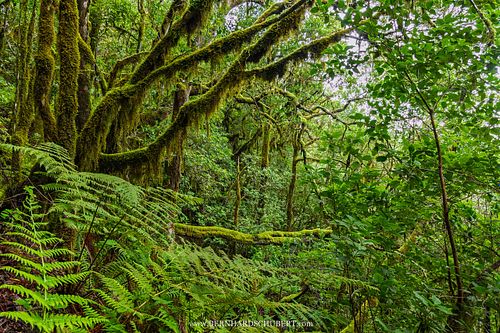 Impressionen aus dem Garajonay-Wald