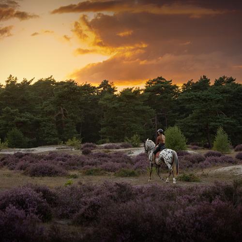 Alle dieren zijn welkom!