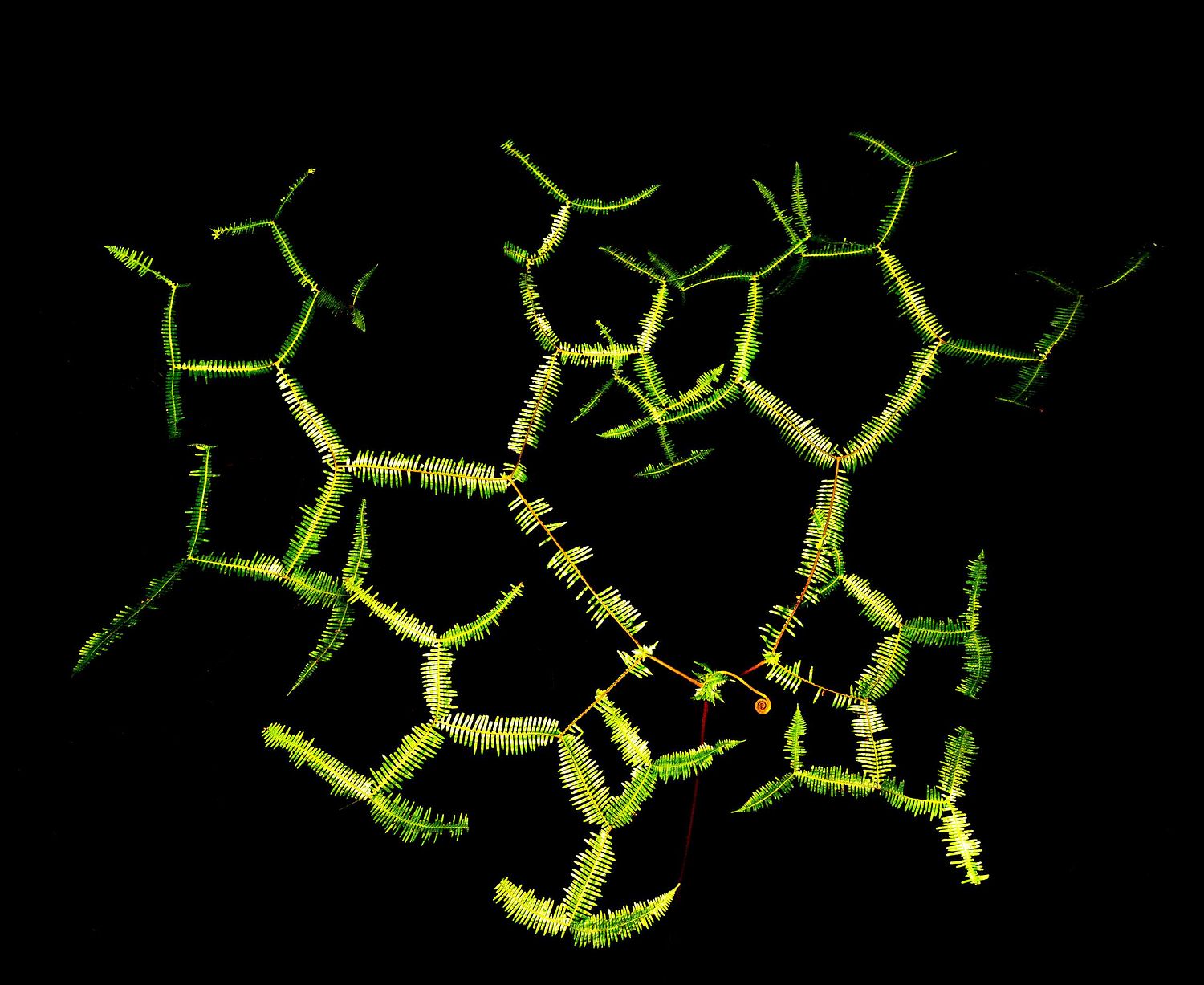 Sticherus truncatus