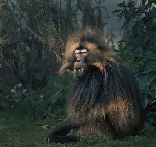 Gelada, Ethiopia, Gelada Baboon, Theropithecus gelada, bleeding heart monkey, old world monkey.