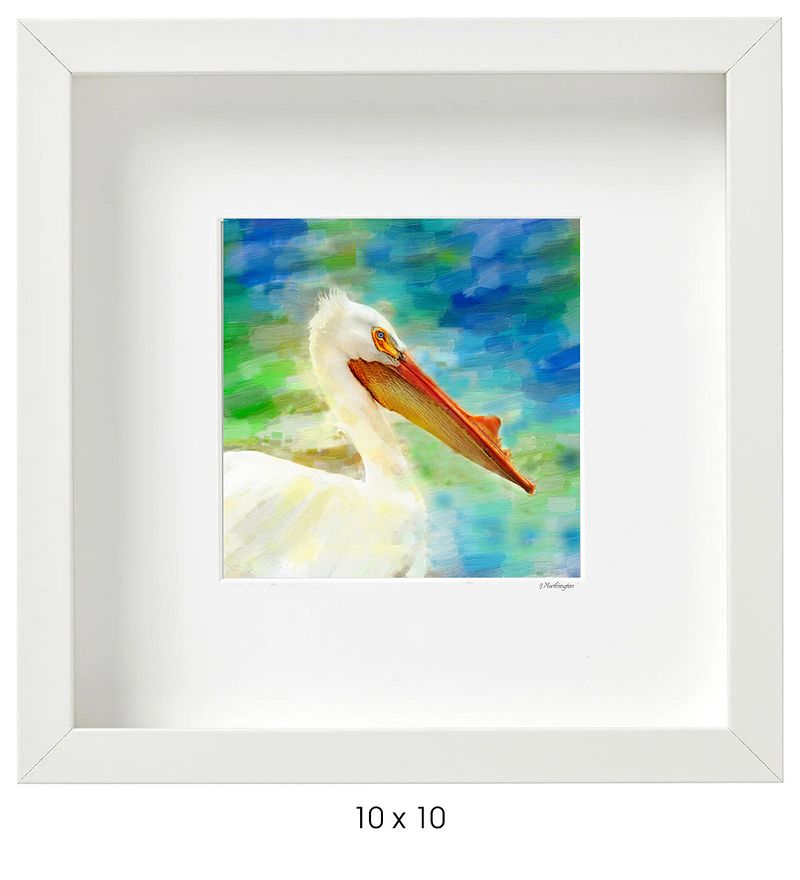 White Pelican Profile