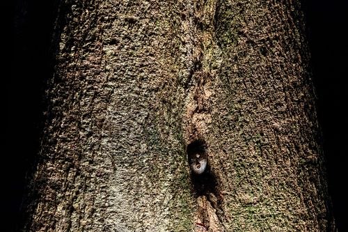 Kaloula baleata – Mullers Engmaulfrosch in einer Baumhöhle