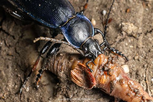Carabus violaceus – Goldleiste