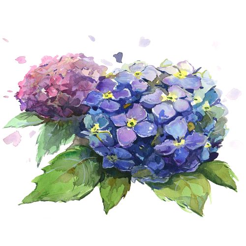 New Work - "Hydrangeas"