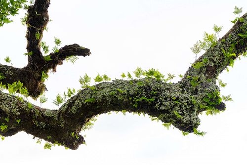 Davallia canariensis - Hare's-foot fern on laurel tree