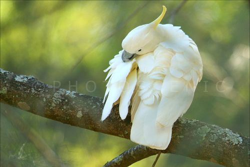 FAUNA