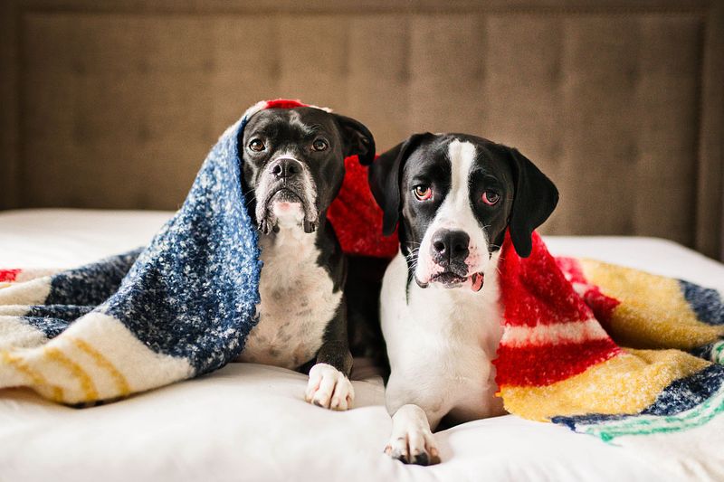 Let's Bark About It: iPhone Photography