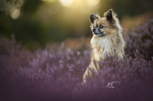 Bruine Chihuahua staat zijlinks tussen paarse heidebloemen en kijkt weg met zon op achtergrond