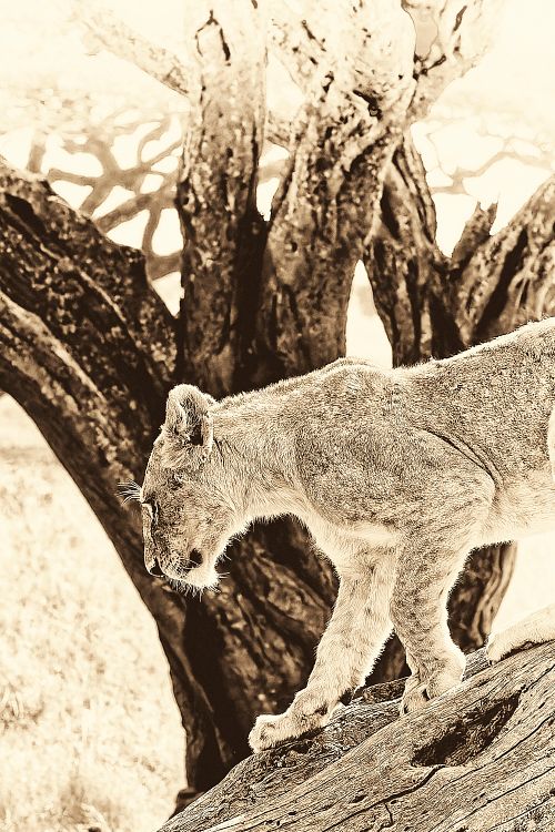 Photo sepia d'une lionne sur son arbre