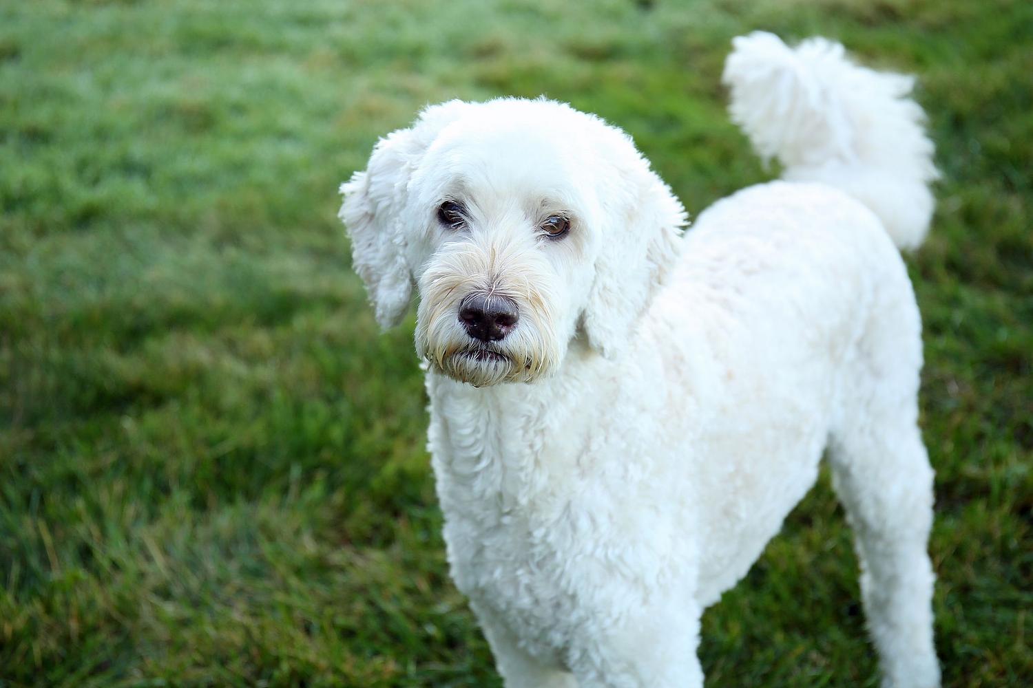 Forest Vibe Photography, Family and Pet Photography