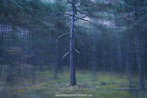 Pinus nigra - Austrian pine