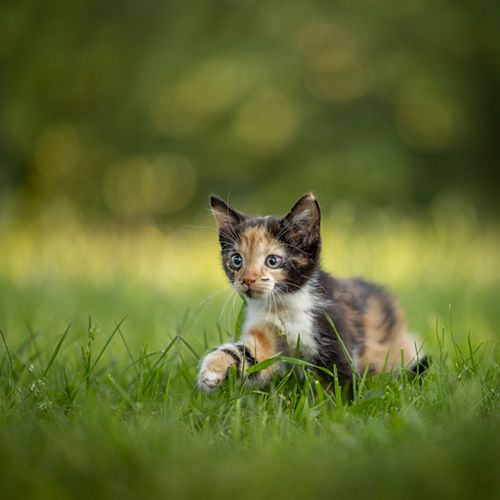 Een Fotoshoot met jouw kat