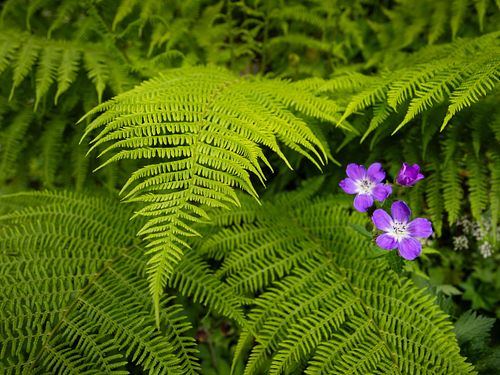 Farn mit Storchschnabel