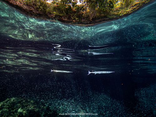 Tylosurus crocodilus - Houndfish