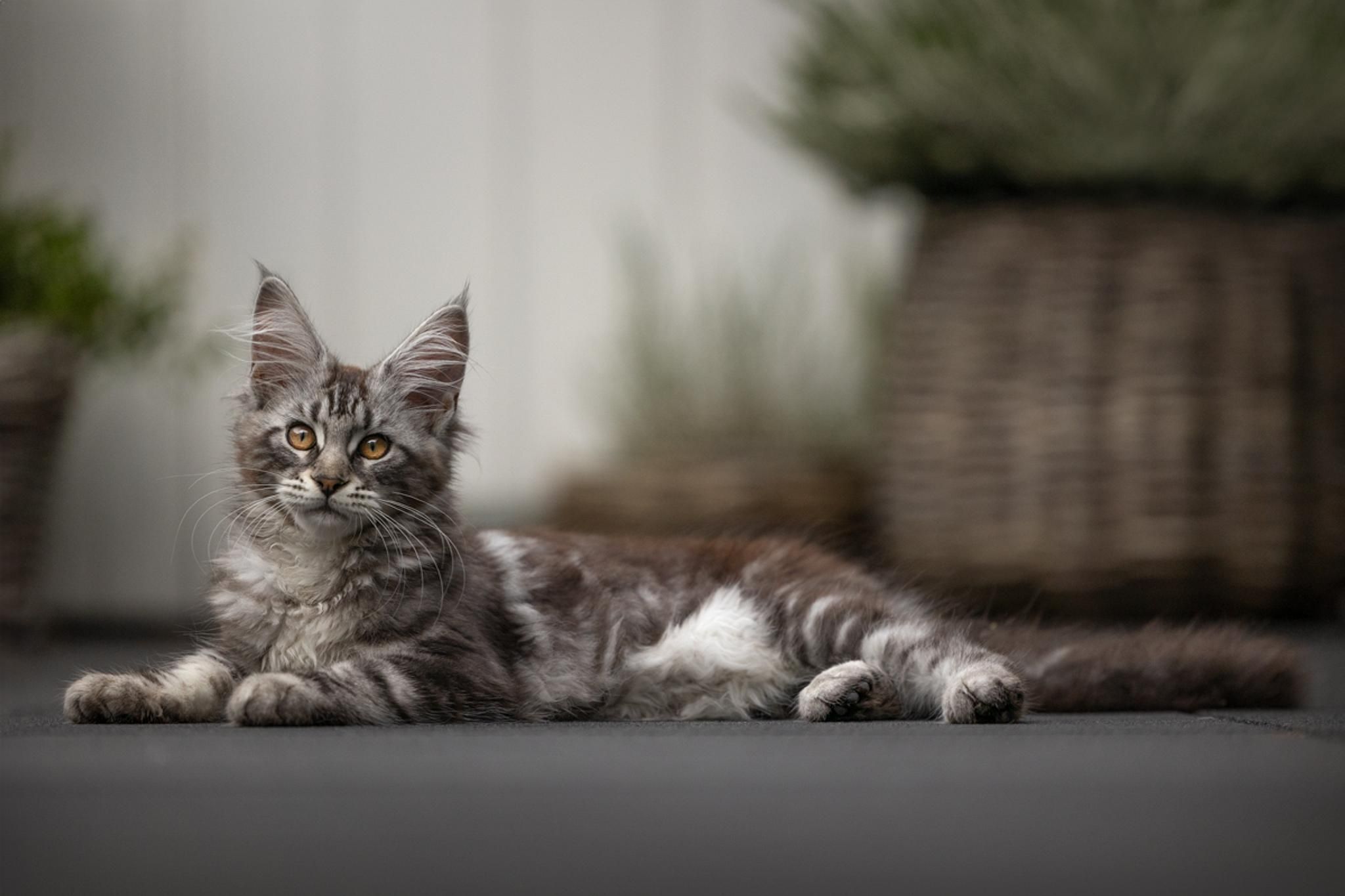 NLS Dierenfotografie