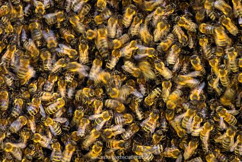 Apis mellifera - Western Honey Bee