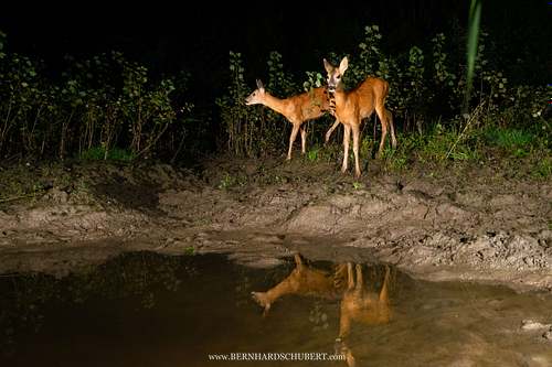 Capreolus capreolus - Roe Deer