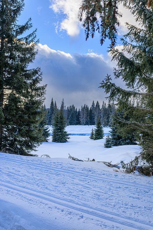 Sapins recouverts de neige sous ciel gris.