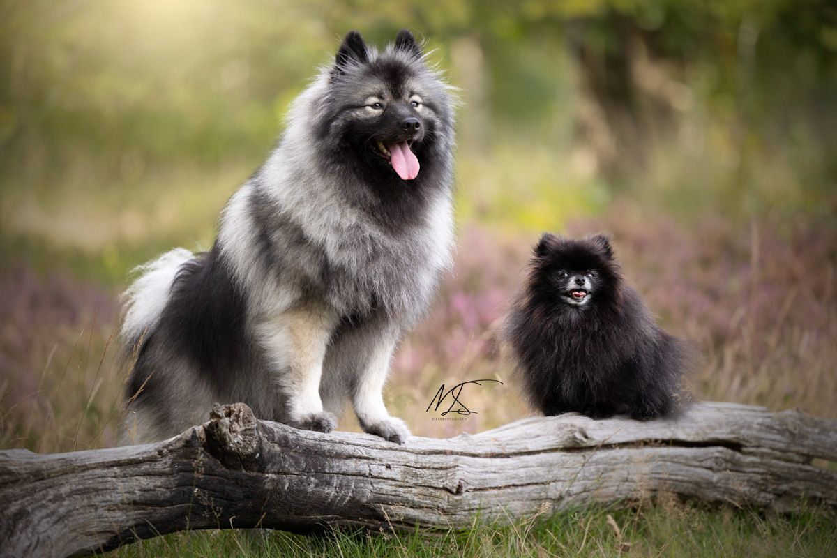 Dwergkees en Wolfskees staan samen op boomstam met heide op de achtergrond in Bergen
