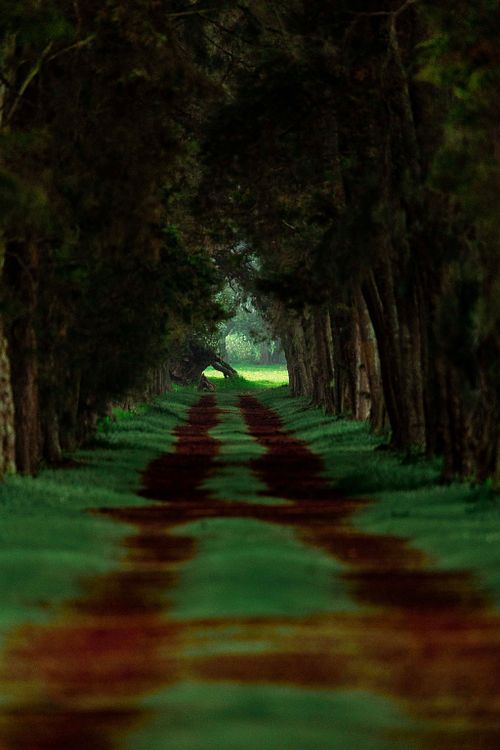 NATURALEZA