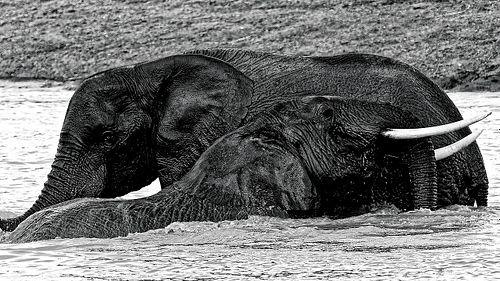 Jeunes éléphants au Kenya