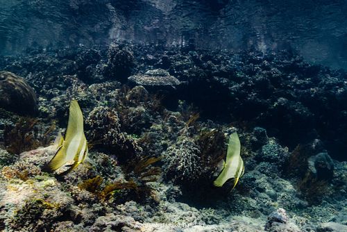 Platax sp. - Batfish juvenile