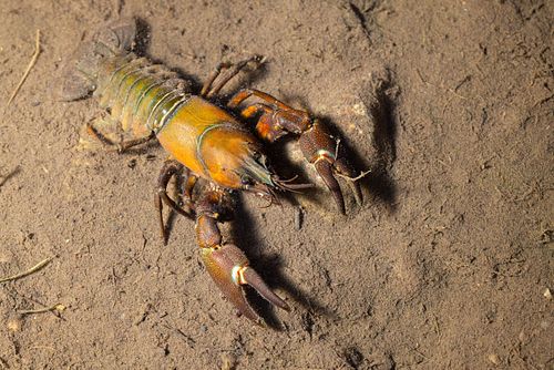 Pacifastacus leniusculus - Signal crayfish