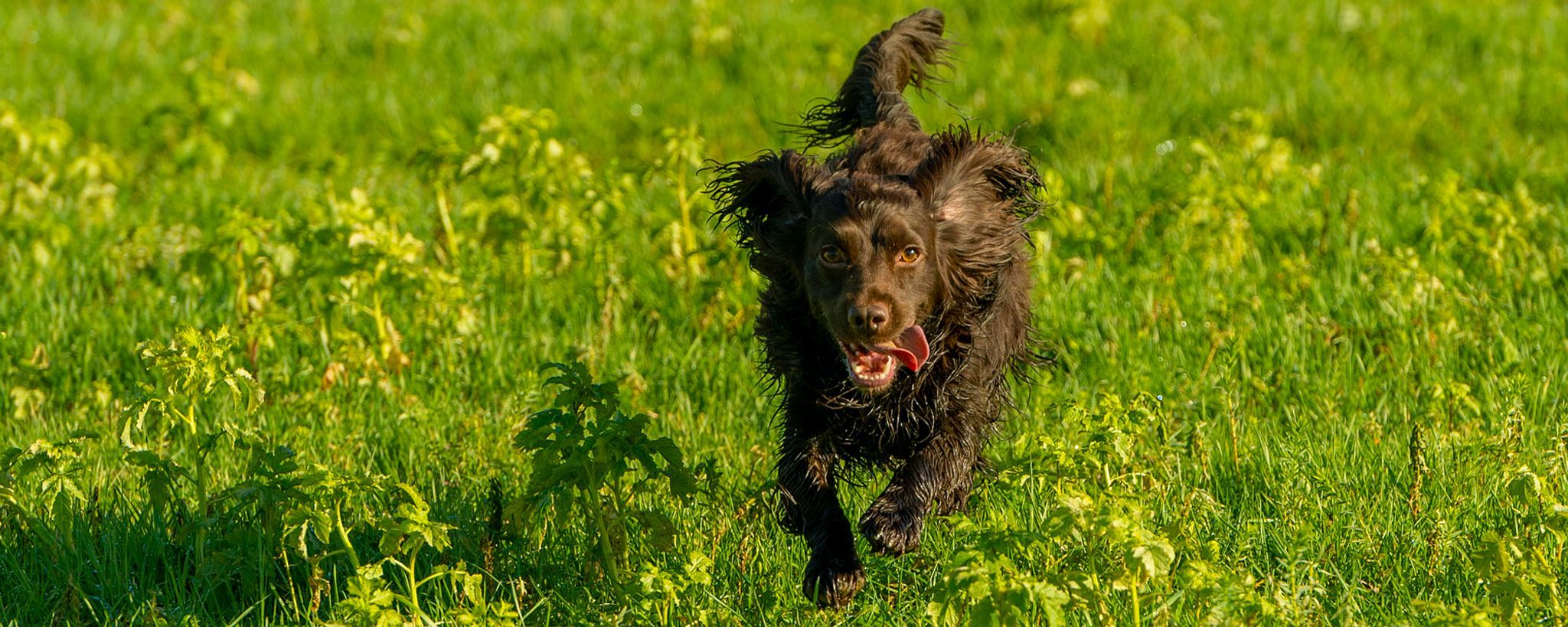 A Cocker Spaniel in full flight
