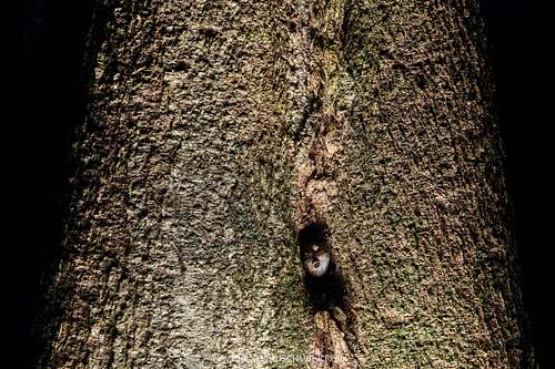Kaloula baleata - Muller's narrowmouth frog in a treehole