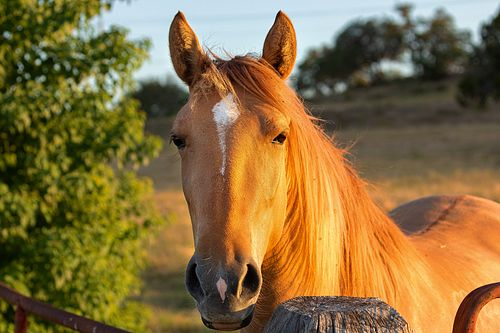 A close-up, soulful portrait of a golden-tan Quarter Horse mare with a white blaze on her forehead, ears forward, standing in a sunlit pasture at golden hour