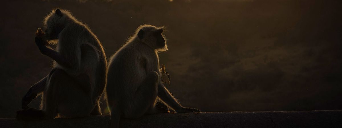 Bird, bird photography, forest jungle, macro, Bird, animal, bird photography, forest jungle, macro,