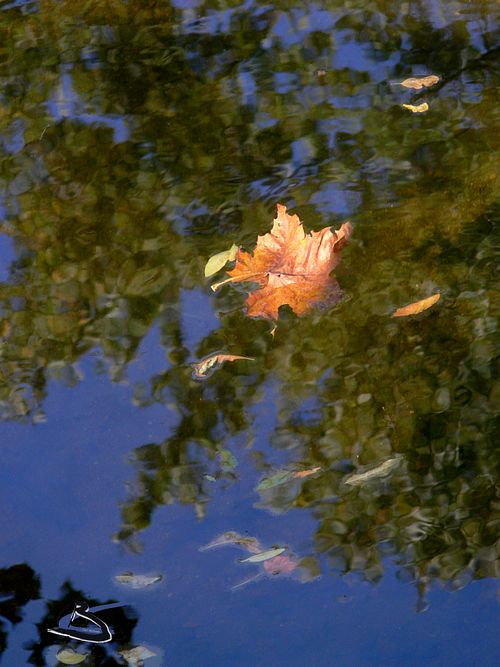 autumn leaf floating on stream