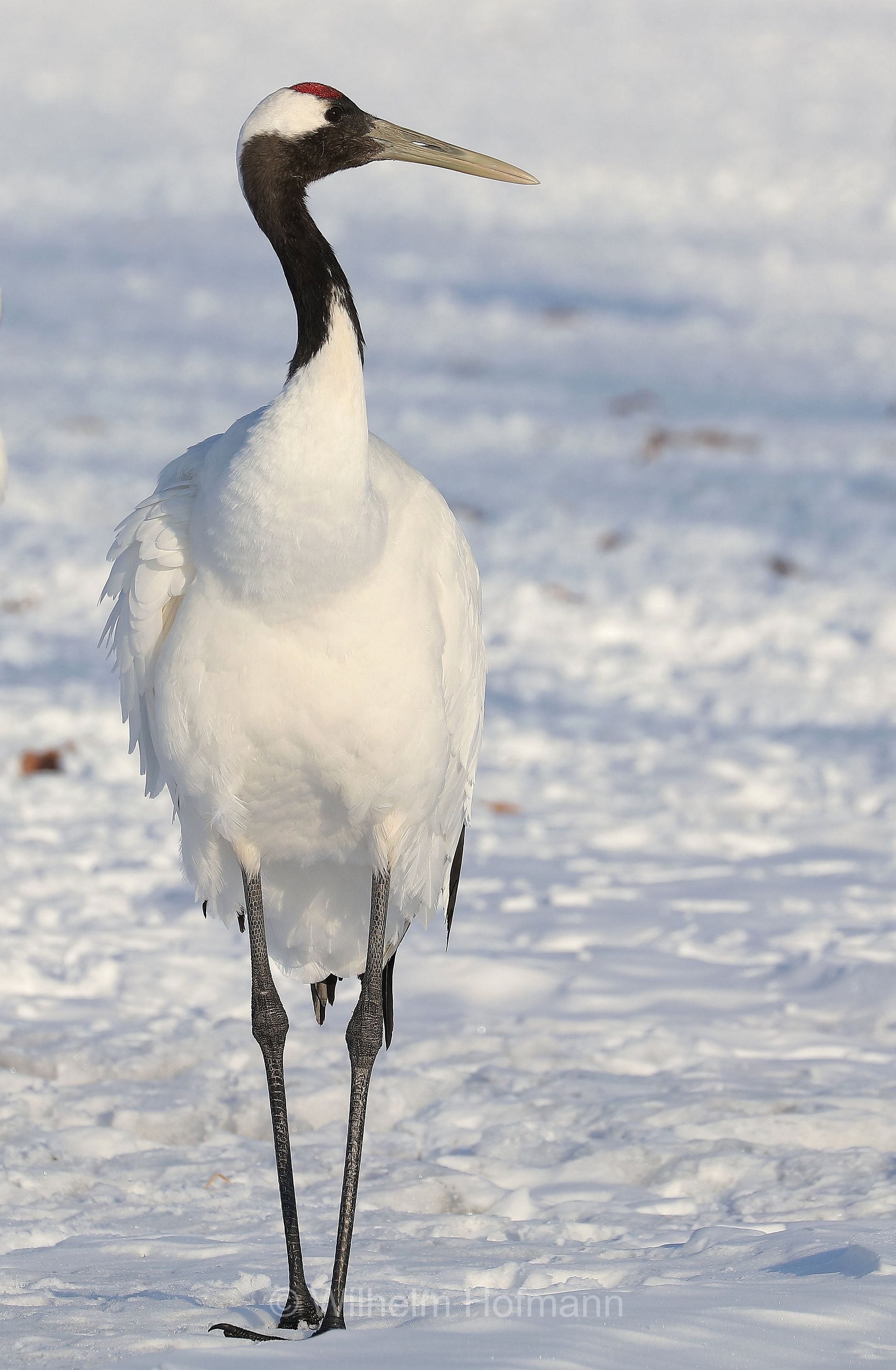 red-crowned crane, Manchurian crane, Mandschurenkranich, Rotkronenkranich, gru della Manciuria, Grus japonensis, Tsurumidai, Tsurumidai Plain, Hokkaidō, Hokkaido, Japan, Giappone