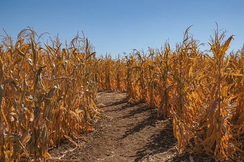 Corn Maze