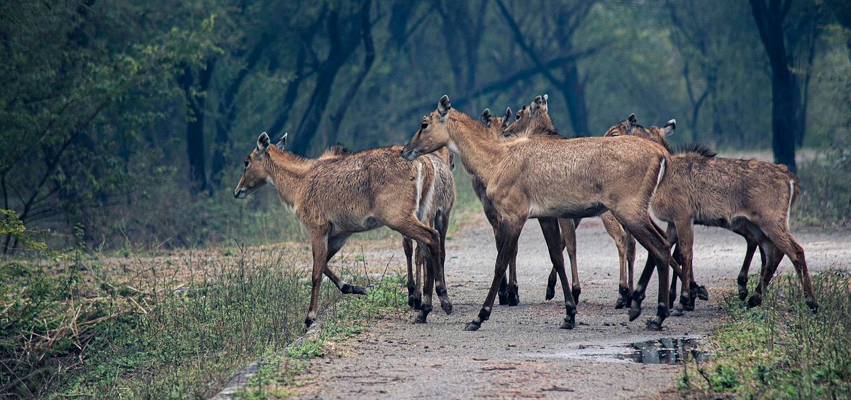 animal, jungle, forest, mammal, spicies