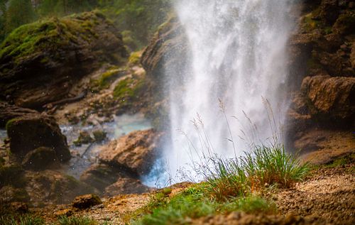 Vegetation and waterfall