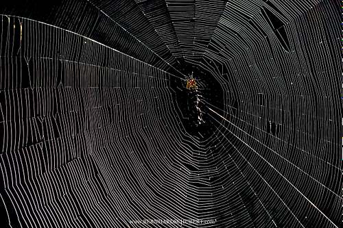 Spider in its web