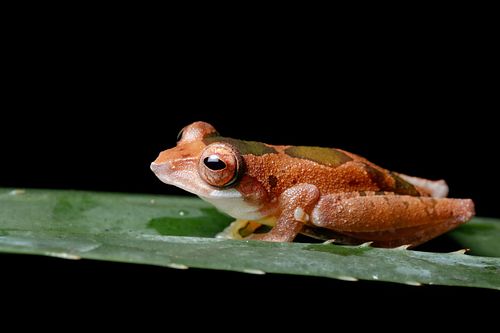 Leptomantis cf. gadingensis - Gading Ruderfrosch