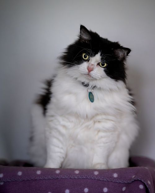 Portfolio - Haustiere