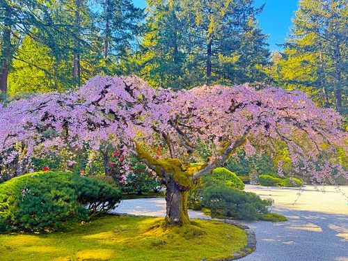 A old Japanese Maple Tree in Bloom photograph taken at the Portland Japanese Garden, Oregon