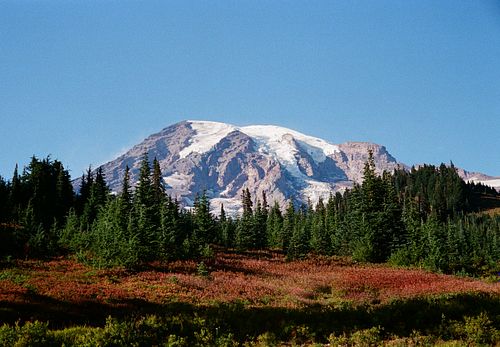 mt rainier with flowers