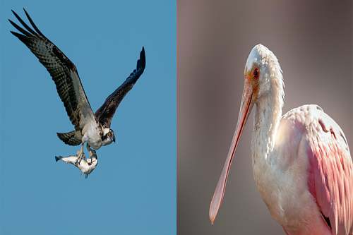 5-Day Florida Osprey & Roseate Spoonbill Photography Workshop or Tour  |  April - May
