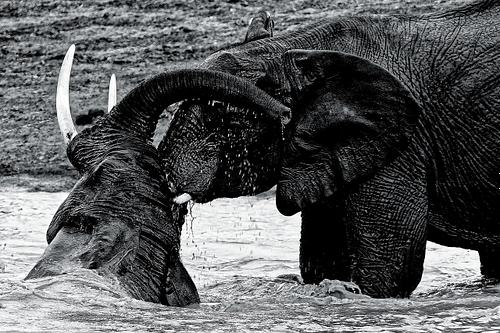 Jeunes éléphants au Kenya