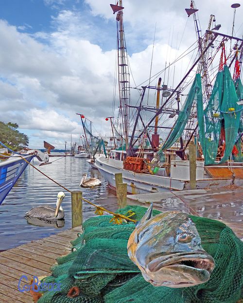 big fish, fish dock, seascape