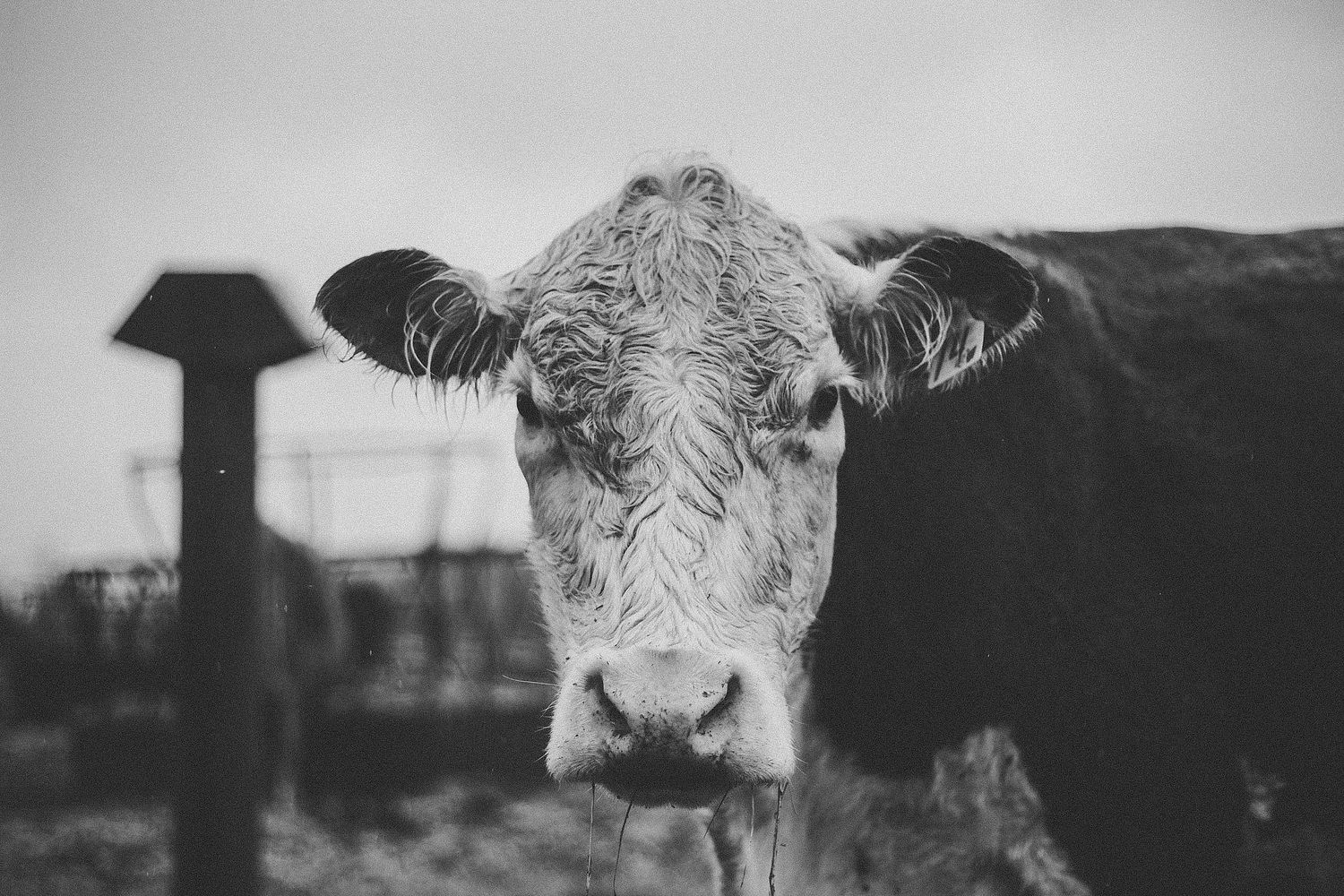 Piper Forsyth Photography