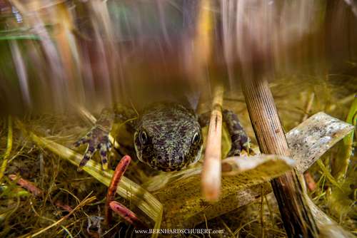 Ichthyosaura alpestris - Alpine newt