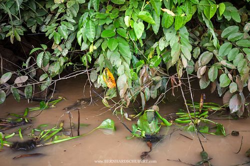 Crocodylus porosus - Saltwater crocodile