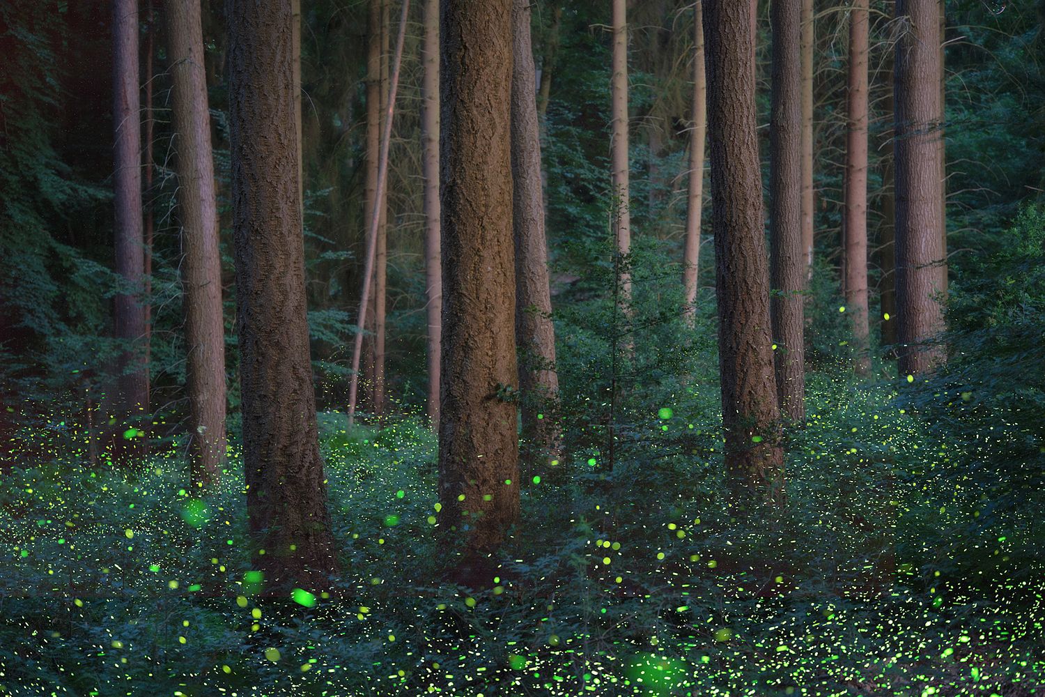 Agnes Anna Photography