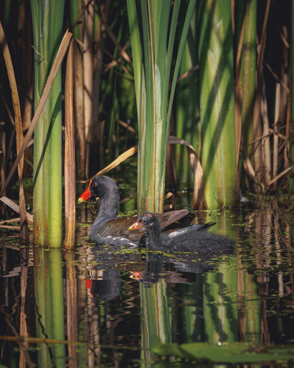 Waterfowl Gallery by Peter Weymouth Nature Photography