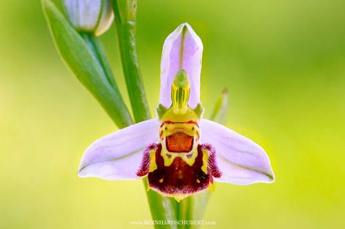 Ophrys apifera - Bienen-Ragwurz